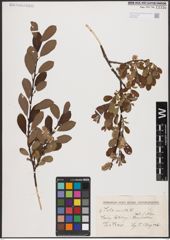 Foto von Salix aurita L.